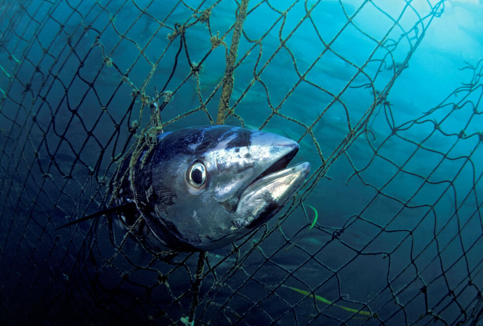 tuńczyk błękitnopłetwy zagrożony wyginięciem
