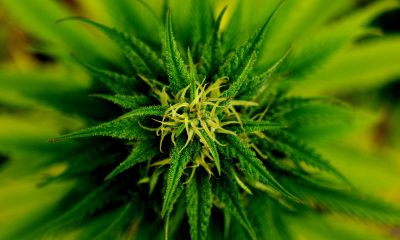 roślina marihuany
